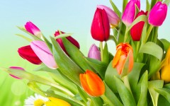 Desktop wallpaper. Flowers. ID:50328