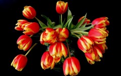 Desktop wallpaper. Flowers. ID:50329