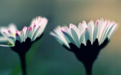 Desktop wallpaper. Flowers. ID:50347