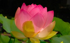 Desktop wallpaper. Flowers. ID:50388