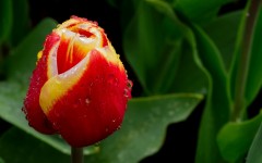 Desktop wallpaper. Flowers. ID:50431