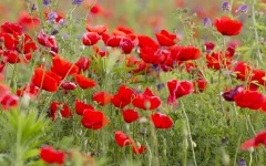 Desktop wallpaper. Flowers. ID:50689