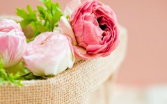 Desktop wallpaper. Flowers. ID:50759