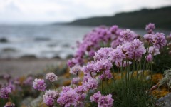 Desktop wallpaper. Flowers. ID:50784