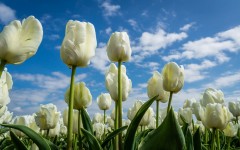 Desktop wallpaper. Flowers. ID:50786