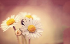 Desktop wallpaper. Flowers. ID:50837