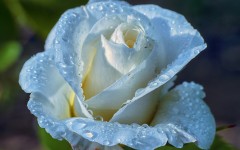 Desktop image. Flowers. ID:50843