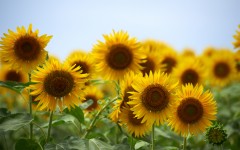 Desktop image. Flowers. ID:50977