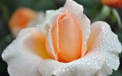Desktop wallpaper. Flowers. ID:51059