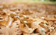 Desktop wallpaper. Flowers. ID:51119