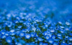 Desktop wallpaper. Flowers. ID:51132