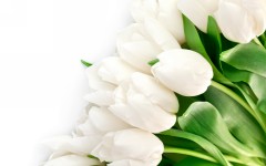 Desktop wallpaper. Flowers. ID:51173