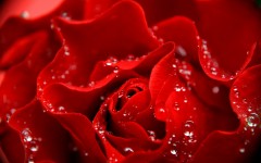 Desktop wallpaper. Flowers. ID:68636
