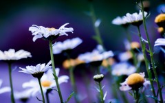 Desktop wallpaper. Flowers. ID:51214