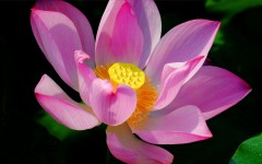 Desktop wallpaper. Flowers. ID:51236