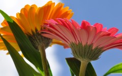 Desktop wallpaper. Flowers. ID:51315