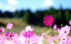 Desktop wallpaper. Flowers. ID:51712