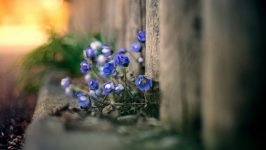 Desktop wallpaper. Flowers. ID:94049