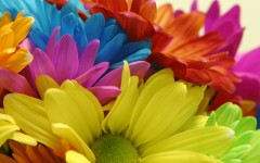 Desktop wallpaper. Flowers. ID:51791