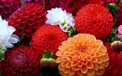 Desktop wallpaper. Flowers. ID:51792