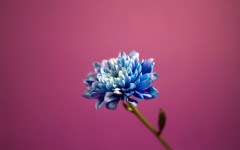 Desktop wallpaper. Flowers. ID:51886