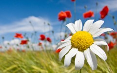 Desktop wallpaper. Flowers. ID:51887