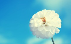 Desktop wallpaper. Flowers. ID:51889
