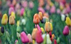 Desktop wallpaper. Flowers. ID:52088