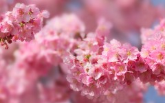 Desktop wallpaper. Flowers. ID:52106