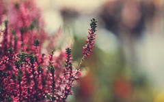 Desktop wallpaper. Flowers. ID:52133