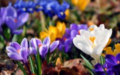 Desktop wallpaper. Flowers. ID:52141