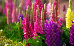 Desktop wallpaper. Flowers. ID:52142