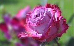 Desktop wallpaper. Flowers. ID:52209