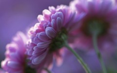 Desktop wallpaper. Flowers. ID:52231