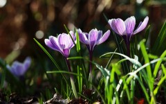 Desktop wallpaper. Flowers. ID:52234