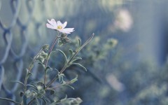 Desktop wallpaper. Flowers. ID:52251