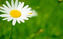Desktop wallpaper. Flowers. ID:52278