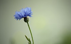 Desktop wallpaper. Flowers. ID:52305