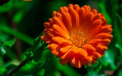 Desktop wallpaper. Flowers. ID:52440