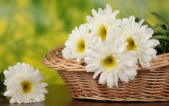 Desktop wallpaper. Flowers. ID:52441