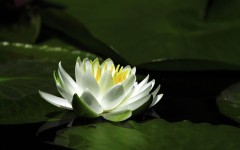 Desktop wallpaper. Flowers. ID:52442