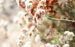 Desktop wallpaper. Flowers. ID:52453