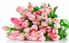 Desktop wallpaper. Flowers. ID:52459