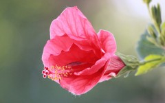 Desktop wallpaper. Flowers. ID:52475