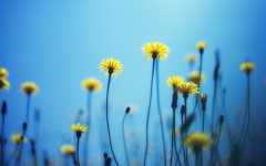 Desktop wallpaper. Flowers. ID:52478
