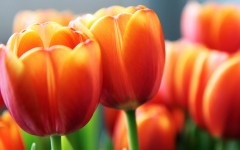Desktop wallpaper. Flowers. ID:52574