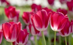 Desktop wallpaper. Flowers. ID:52575