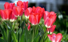 Desktop wallpaper. Flowers. ID:52576