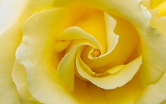 Desktop wallpaper. Flowers. ID:52624
