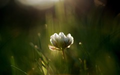 Desktop wallpaper. Flowers. ID:52630